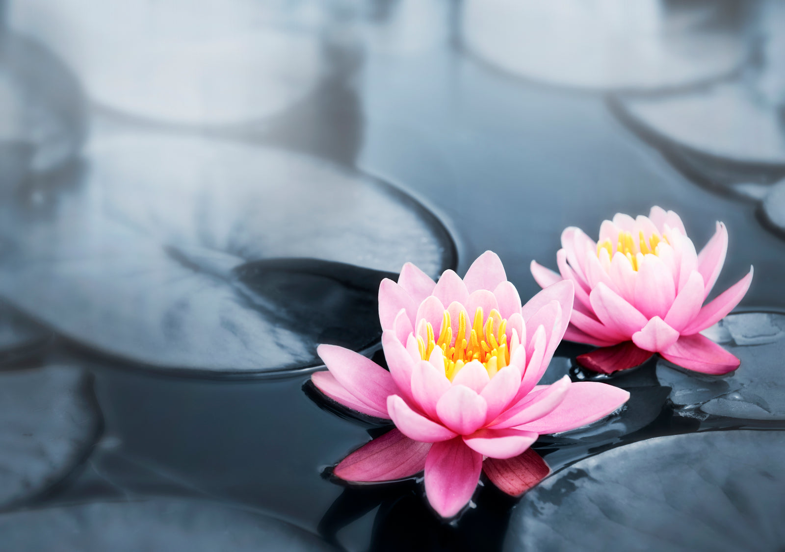 buddhist symbols lotus flower meaning